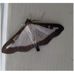 BOX TREE MOTH